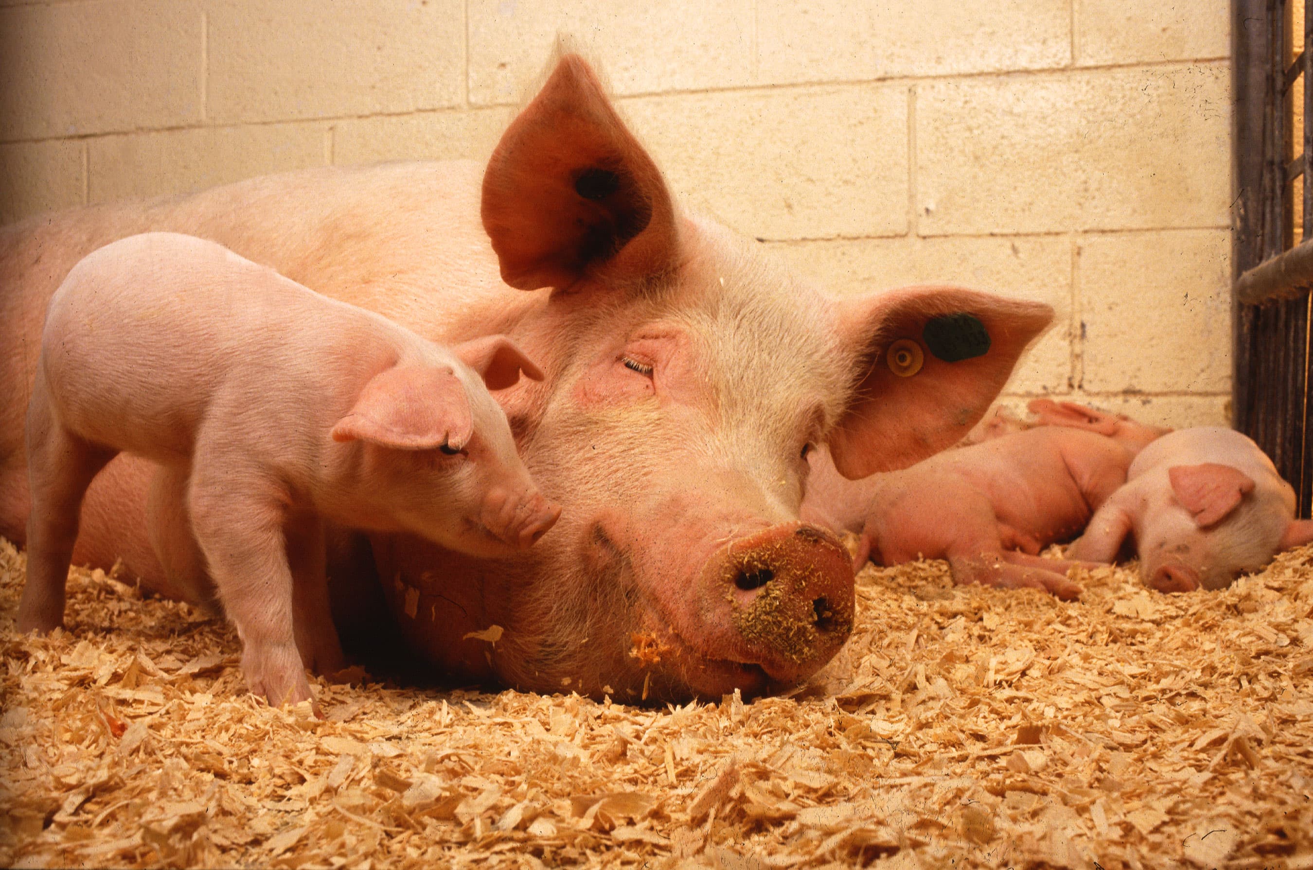 Pregnant Sow — Landrace x Large White