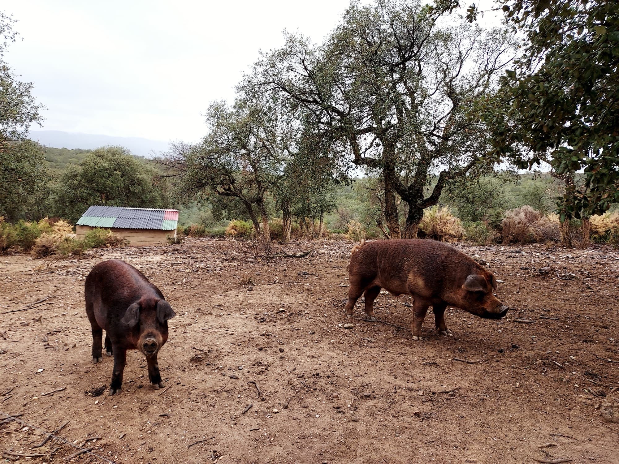 Grower — Duroc Crossbreed